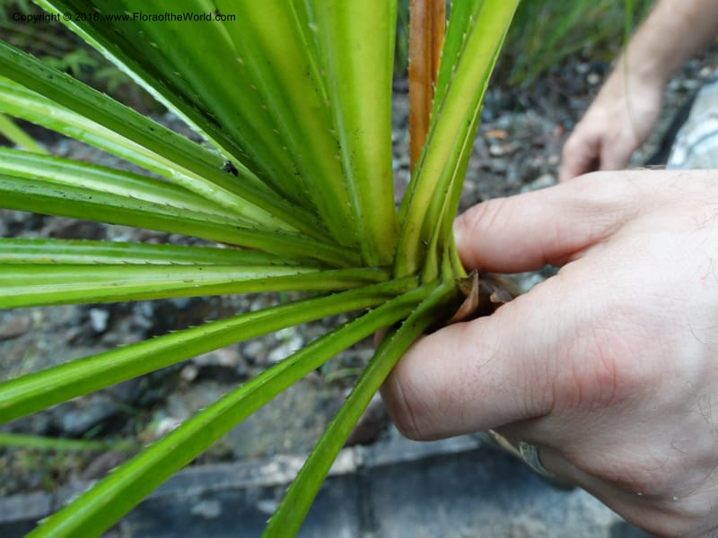 Pandanus borneensis, Callmander, M 1185--Sabah. G. Silam. 1 Oct 2014. DSC00937 (164).JPG