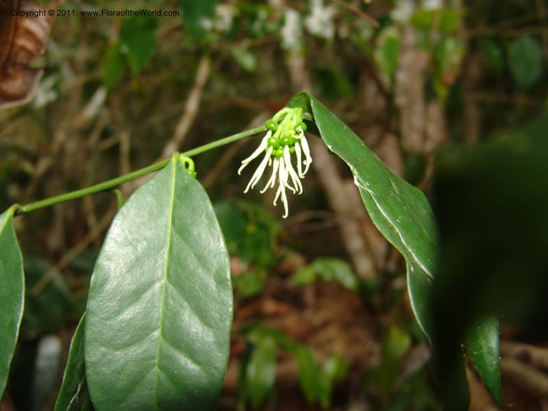 Physena madagascariensis, ZRogers1175--Madag. Antsir. Nosy Be. Lokobe Forest. 15 Nov 06. 083.jpg