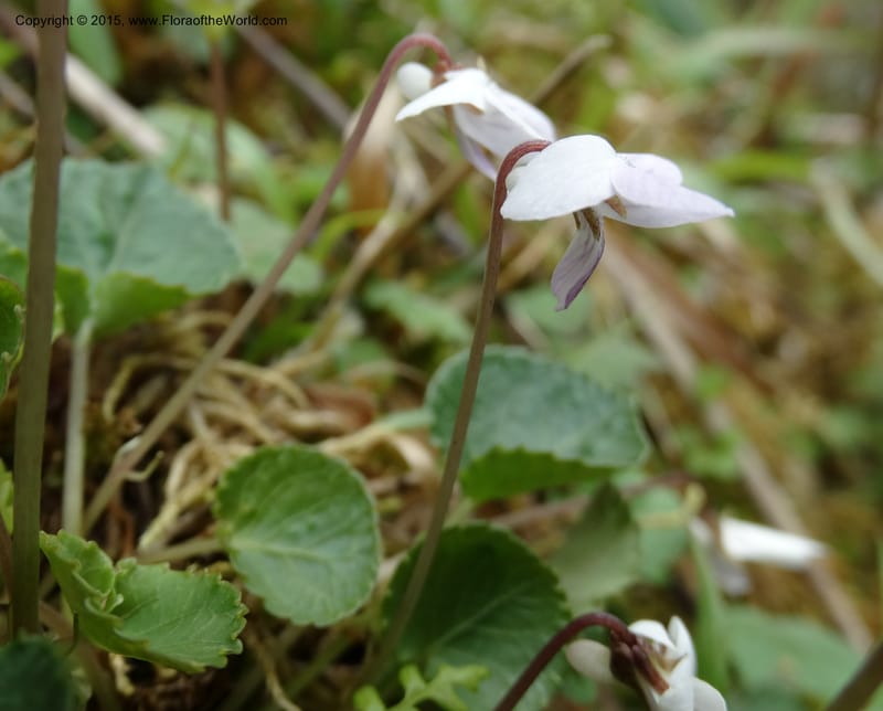 Viola, Boufford, D 43644--China. Sichuan. XiaYingShan to XiangZhai. 10 May 2014. DSC05109 (224).JPG