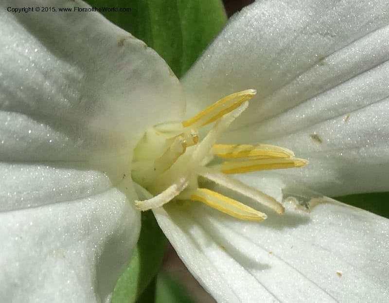 Trillium grandiflorum, Davidson, C 12998--North Carolina. Macon Co. Standing Indian. 14 May 2015. DSC05212 (227).JPG