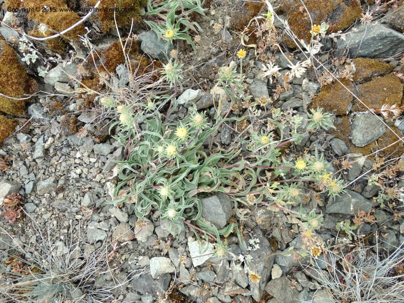 Pyrrocoma, Davidson, C 12630--ID. Idaho Co. Seven Devils Campground. 11 Aug 2014. DSC00412 (12).JPG