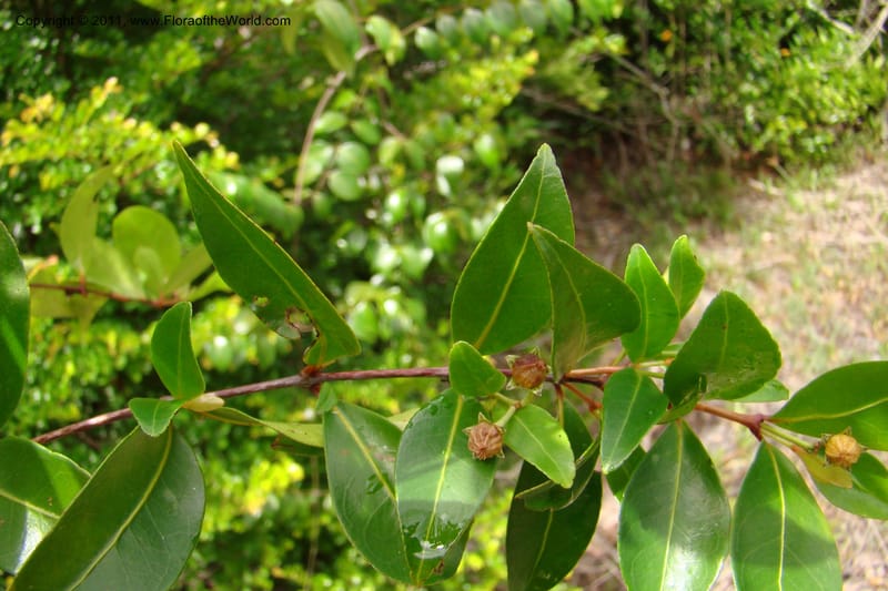 Psorospermum lanceolatum, Razafindraibe 191--Madagascar. Prov. Fianarantsoa. RN 12. 14 Jan 09. 043 (10).jpg