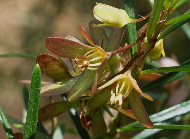 Aphanopetalum clematideum, Davidson, C 13444--Australia. W.A. Geraldton. Chapman River. 25 Oct 2016.  (41).JPG