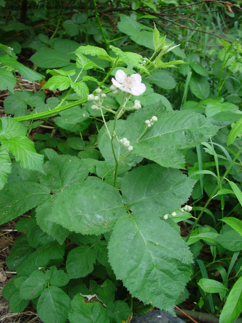 Rubus--AZ. Hwy 89A, Oak Cr Canyon, s of Flagstaff. 5 Jun 03. 023.jpg