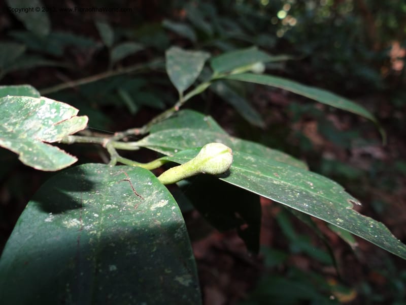 Anaxagorea, VC 5656--Thailand. Trang. Khao Baan Thad. 17 Nov 2012. DSC00079 (41).JPG