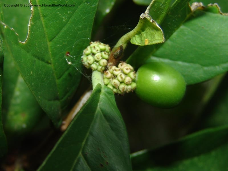 Sorocea sprucei, AAraujoM1576--Bolivia. Pq. Nac. Madidi. Laguna Chalalan. 26 Nov 04. 325.jpg