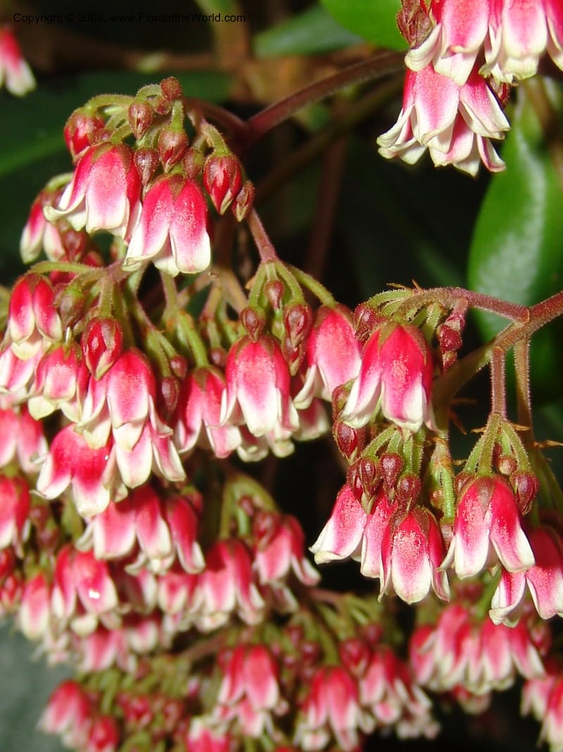 Parathesis--CA. San Francisco Botanical Garden (Strybing Arb.). 30 Mch 06. 172.jpg