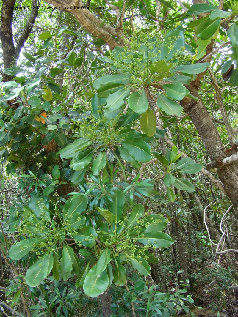 Myodocarpus involucratus,  Lowry, P. P 6878--New Caledonia, Province du Sud, Dumbea barrage,  11 Nov 2007 DSC06534 (17).jpg