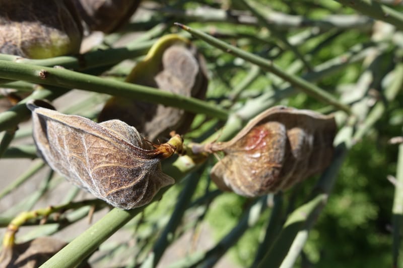 Ramorinoa girolae, Fortunato 13142--Argentina. Hwy 150, P.N. Ischigualasto. 7 Feb 2018. DSC09079 (178).JPG