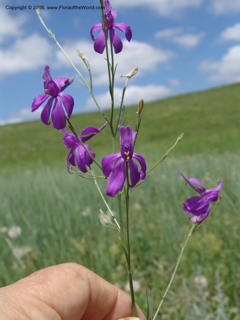 Consolida divaricata--Georgia. Gori Upland, Gareji Steppe. Near salty lake. 9  Jun 05. 309.jpg