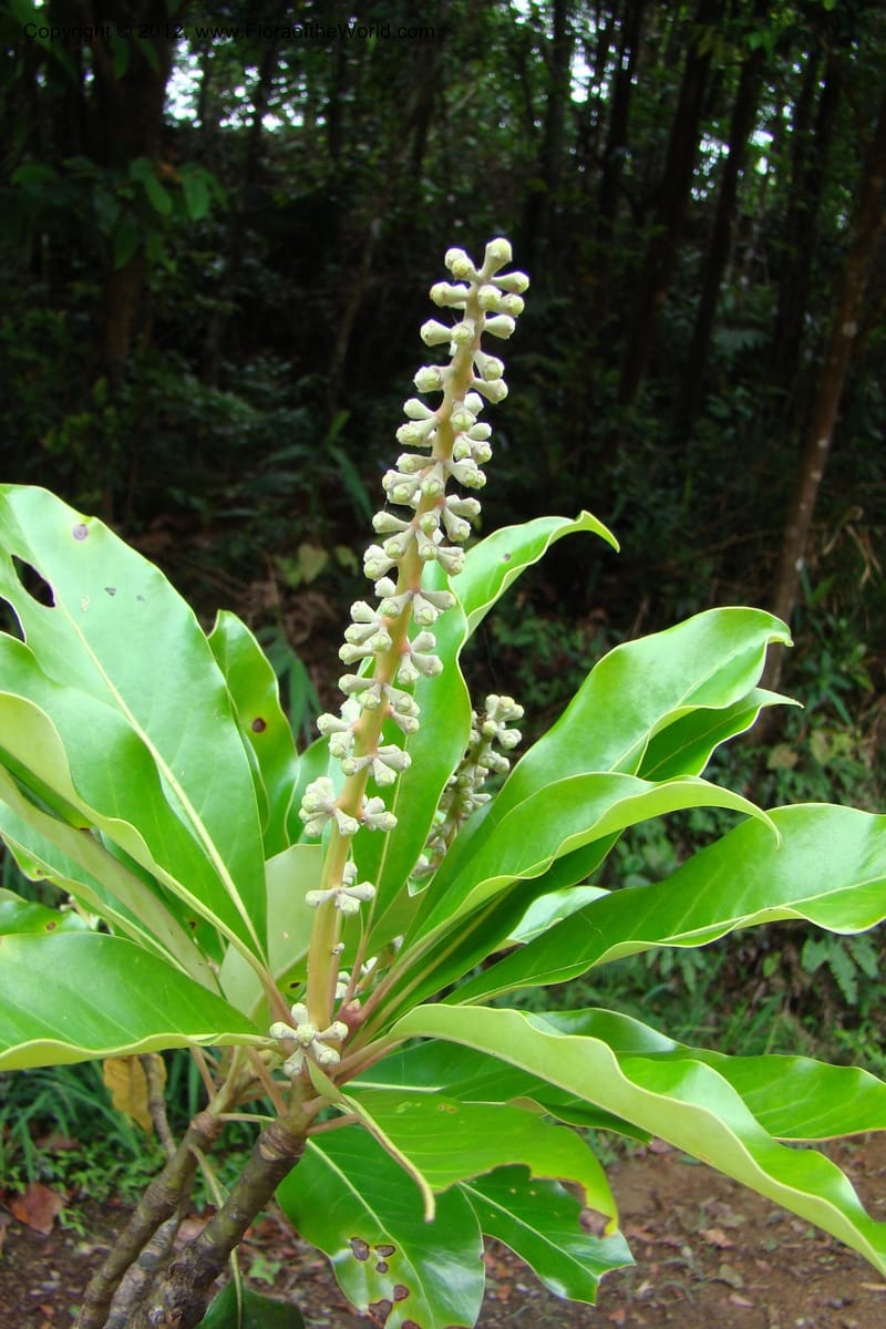 Diplopanax vietnamensis, Regalado 1726--Viet Nam. Thua Thien Hue Prov. Phu Loc Distr. Bach Ma. 13 Apr 09. 009.jpg