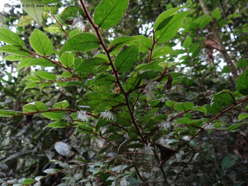 Symplocos, SAN.153214--Malaysia, Sabah. Mt. Kinabalu. 5 Apr 2012. DSC06767 (112).JPG