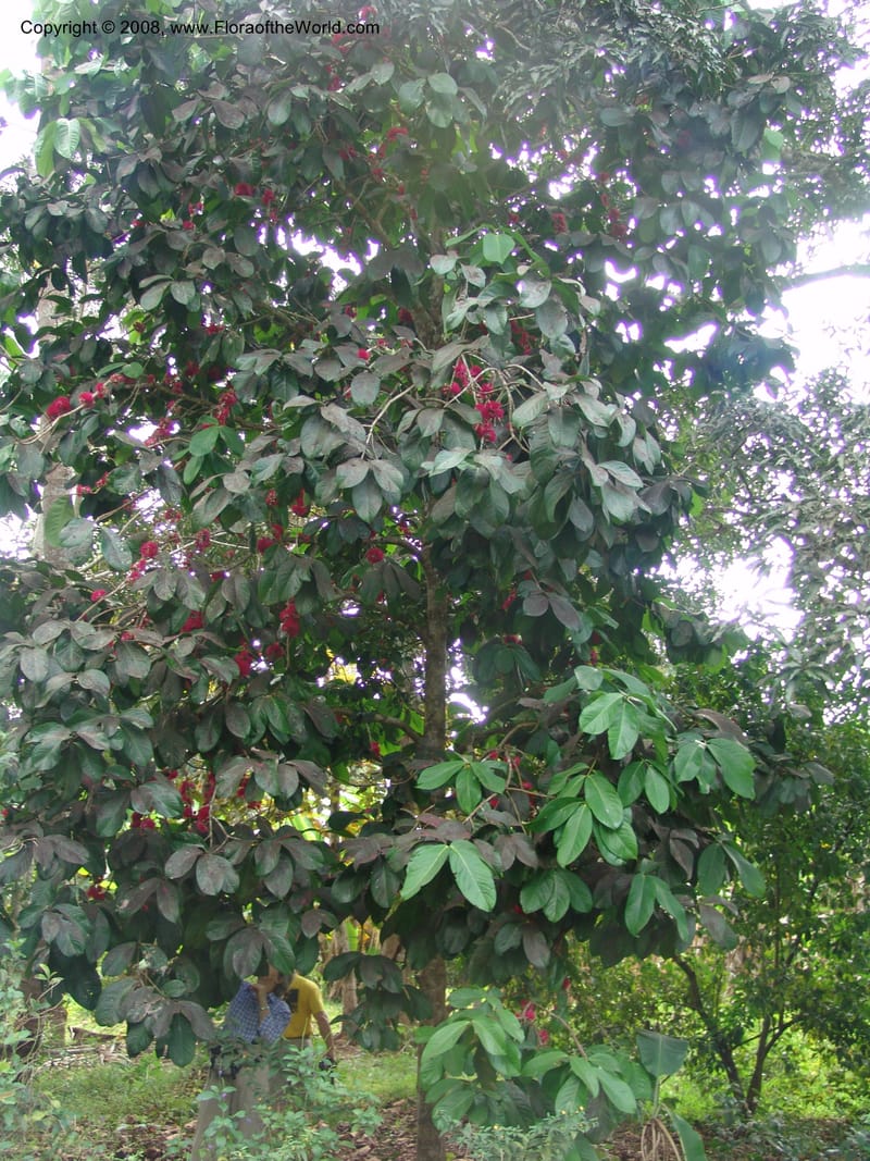 Syzygium malaccense--Tanzania. Zanzibar. Bungi to Jozani Forest Rd. 17 Jul 04. 010.jpg