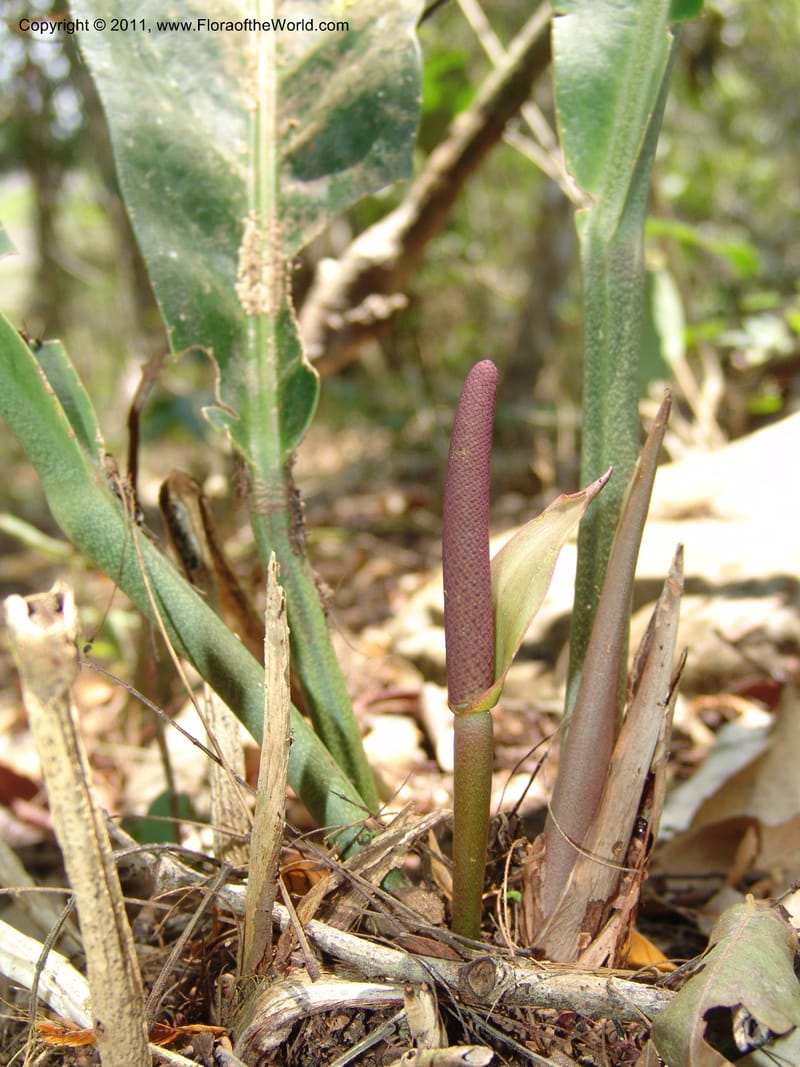 Anthurium plowmanii, AraujoM2908--Bolivia. F. Tamayo. Rio Machariapu. 17 Sep 06. 283 (11).jpg