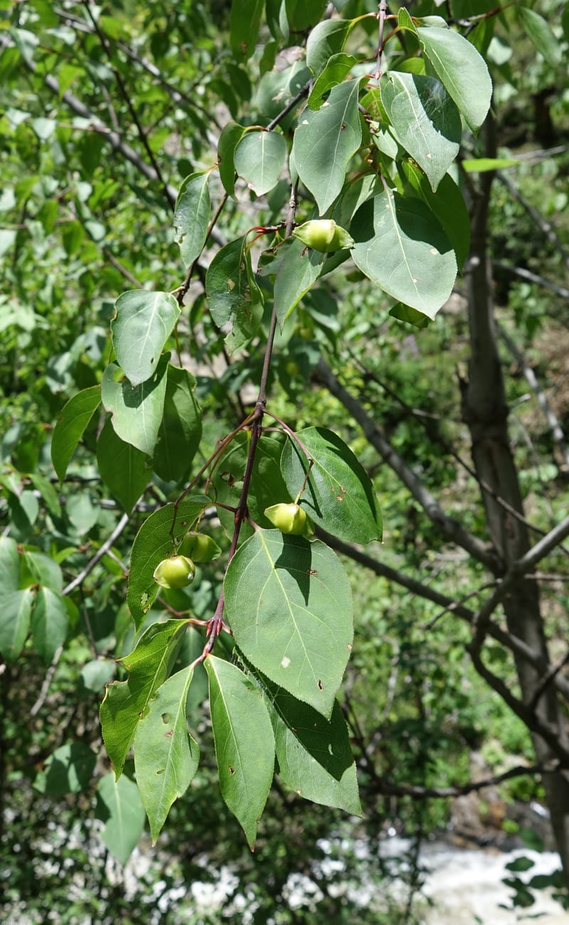 Euonymus sanguineus, D. Boufford 43991--China. Sichuan. Yibailingba-gou. 12 Aug 2017. DSC04660 (424).JPG