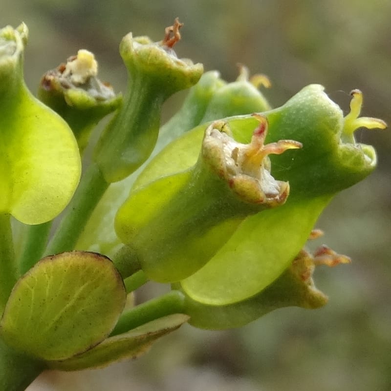 Myodocarpus involucratus, Lowry, P 7375--New Caledonia. Mont Dzumac. 12 Nov 2015. DSC01563 (545).JPG