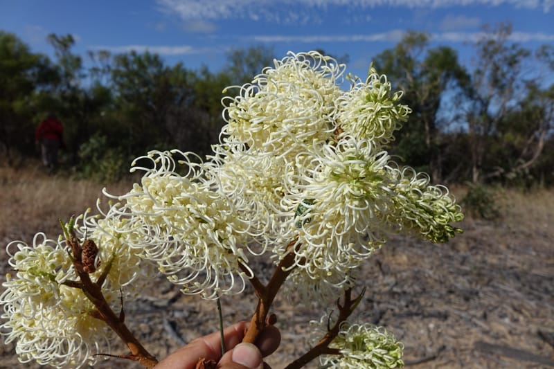 Grevillea leucopteris, Davidson, C 13440--Australia. W.A. Eneabba-Coolimba Rd. 24 Oct 2016. DSC05242 (73).JPG