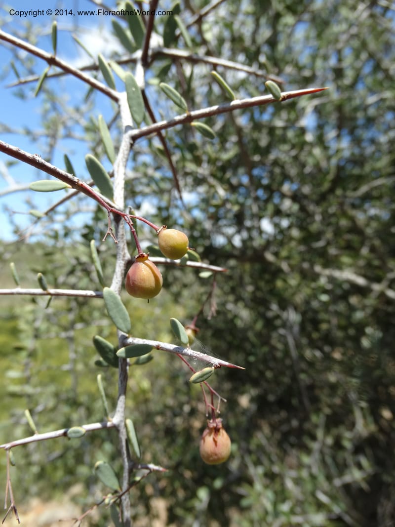 Putterlickia pyracantha, Davidson, C 12273--South Africa. Western Cape. S of Oudtschoorn. 20 Jan 2014. DSC00850 (11).JPG