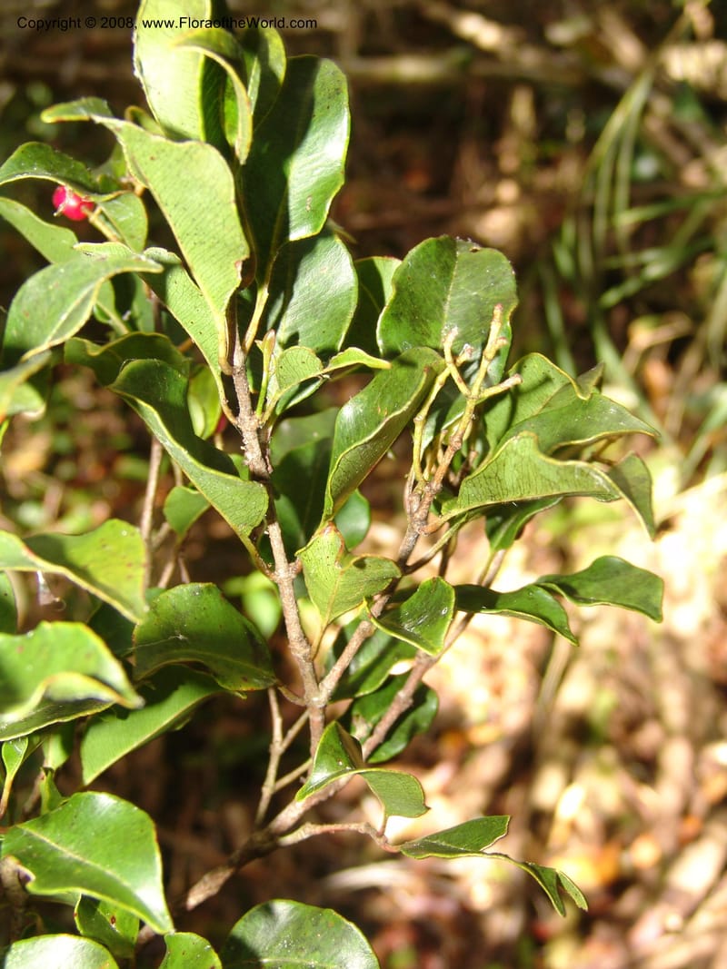 Syzygium, ZRogers1200--Madag. Anjozorobe, Aire Protegee, E Antsahabe. 17 Nov 06. 204.jpg