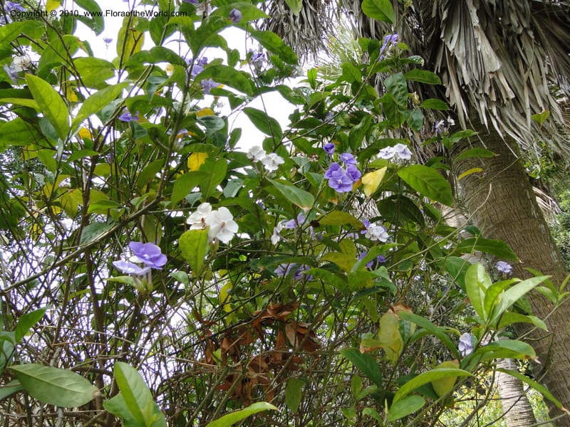 Brunfelsia grandiflora--Florida. Marie Selby Gardens, Sarasota. 16 March 2010. 236.jpg