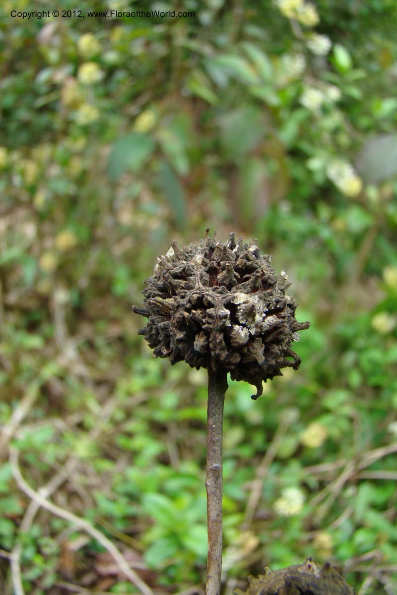 Altingia siamensis, Regalado 1662--Viet Nam. Hoang Lien Son. 7 Apr 09. 129 (17).jpg