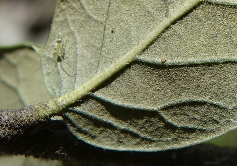 Quercus, C. Davidson 13762--China. Sichuan. Yibailingba-gou. 12 Aug 2017. DSC04660 (312).JPG