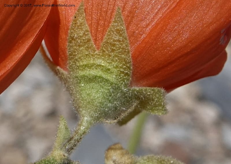 Sphaeralcea ambigua var. rugosa, Davidson, C 13113--California. Inyo Co. N. Death Valley Rd. Stop 1. 18 Apr 2016.  (29).JPG