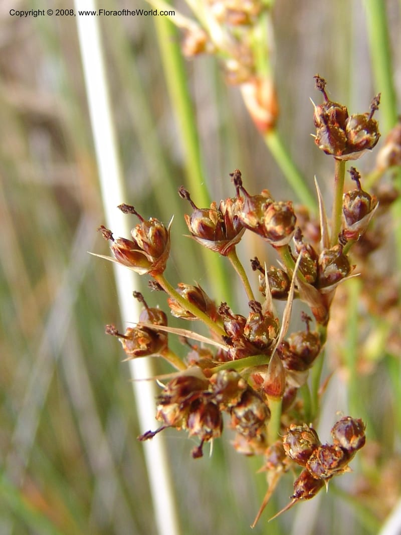 Juncus acutus, 93.0002--CA. UC Berkeley Bot. Garden. 31 May 07. 516.jpg