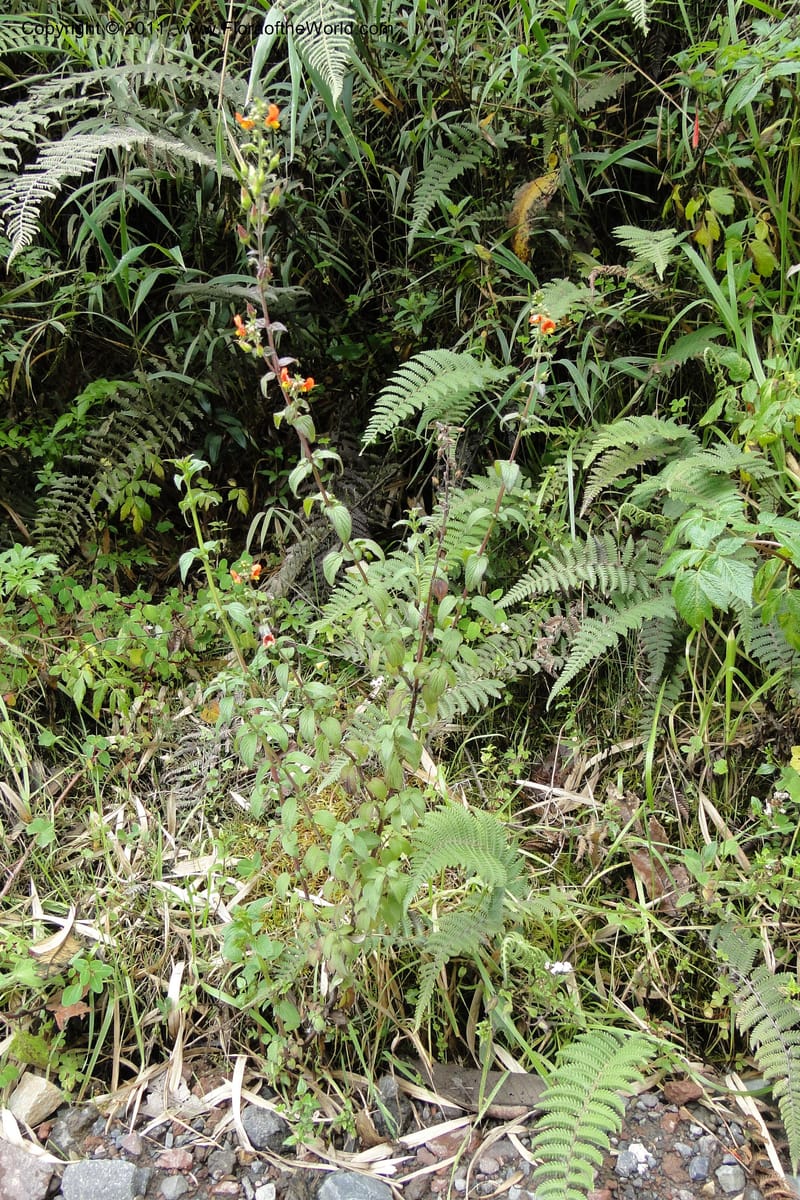 Alonsoa meridionalis, Ulloa 1977--Ecuador. Napo. Papallacta to Baeza. 1 Jun 2011. 073.jpg