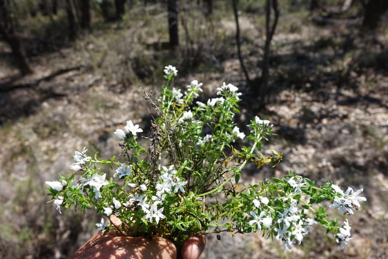 Logania serpyllifolia, Davidson, C 13471--Australia. W.A. Albany Hwy, odom 33.5. 28 Oct 2016. DSC05957 (21).JPG