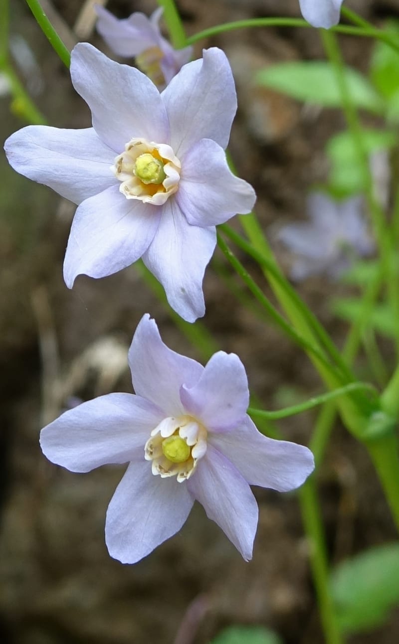 Ranzania japonica--Japan. Myoko Kenmin-no-mori. Hiuchiyama Trial. 27 May 2016.  (134).JPG