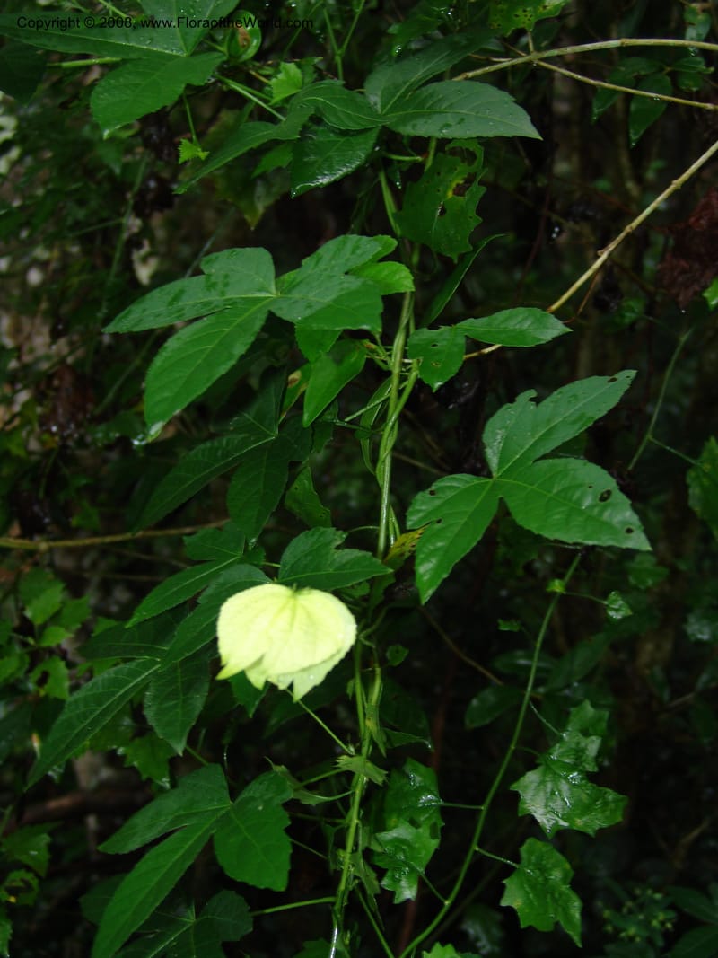 Dalechampia capensis--So.Africa. E. Cape. Umtiza Nature Res.. 7 Mch 05. 031.jpg