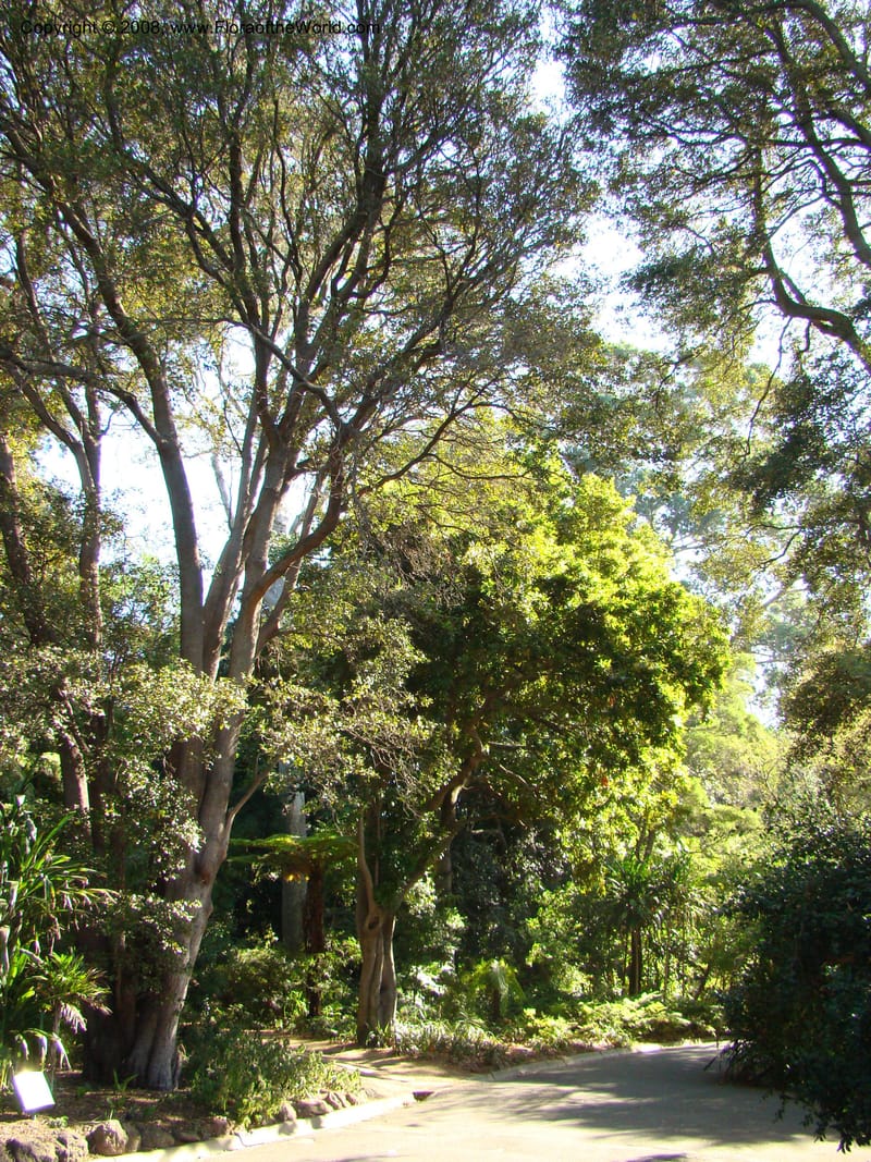Floydia praealta--Australia. Royal Botanic Garden, Melbourne. 19-20 Mch 08. 146.jpg