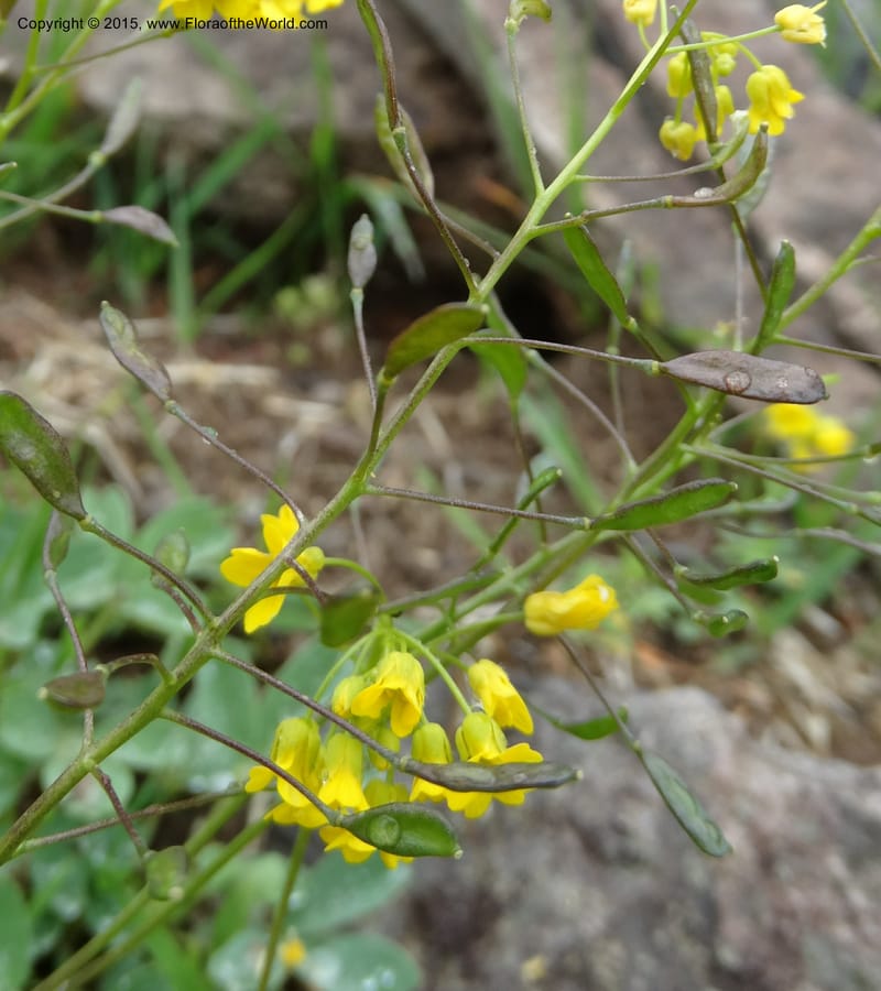 Draba hispida, Davidson, C 12492--Georgia (Caucasus). Koslitavi, branch of Merisi Gorge. 11 Jun 2014. DSC08456 (148).JPG