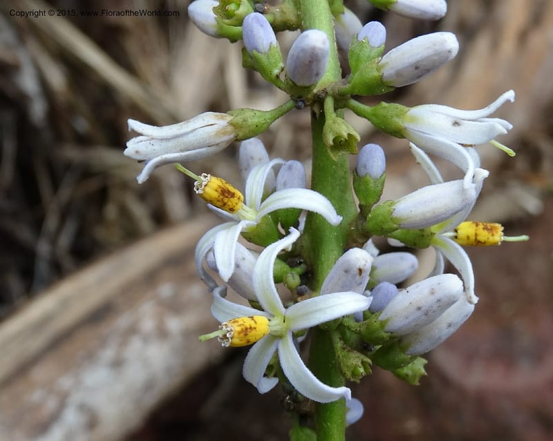 Solanum, Davidson, C 12333--Cameroon. Etome Village to Etinde. 18 Mar 2014. DSC02275 (180).JPG