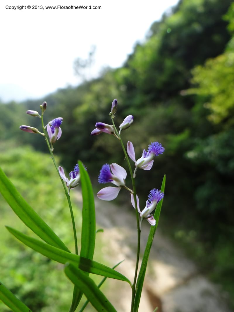 Polygala hongkongensis var. stenophylla, Li Pan 1205288--China. Zhejiang Prov. Shunxi Village. 28 May 2012. DSC00347 (239).JPG