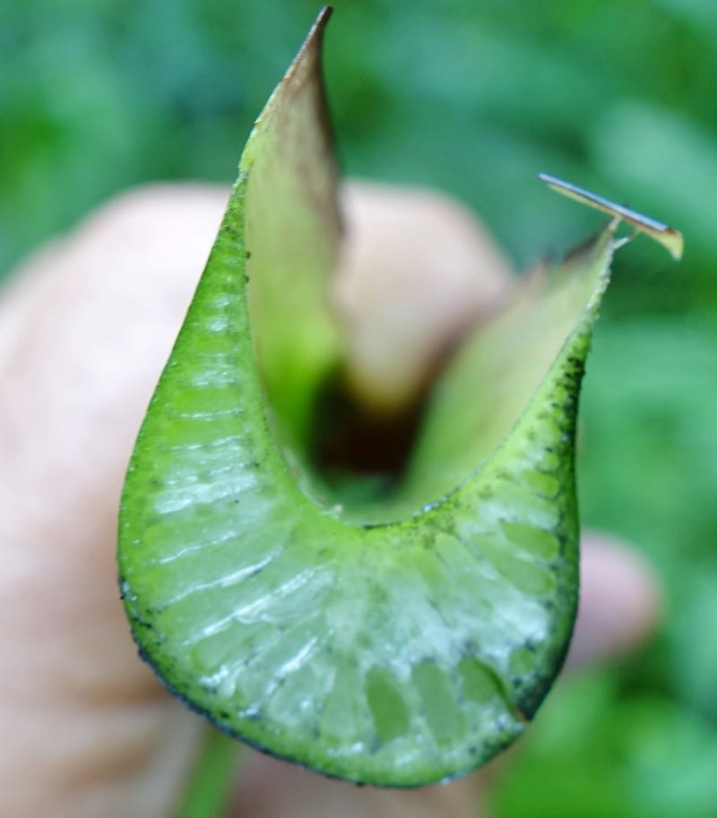 Musa formosana, Chung Kuo-Fang 3351--Taiwan. Wulai Distr. Wulai village. Hsing Hsian Trail. 19 May 2016. DSC03046 (177).JPG