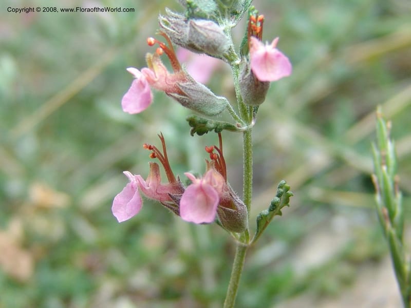 Teucrium divaricatum--Crete. Ep. Kisamos. Sirikari Gorge. 25 May 05. 260.jpg