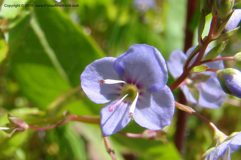 Veronica americana, C. Davidson 11464--ID. Valley Co. Warm Lake. 16 June 2009. 062.jpg