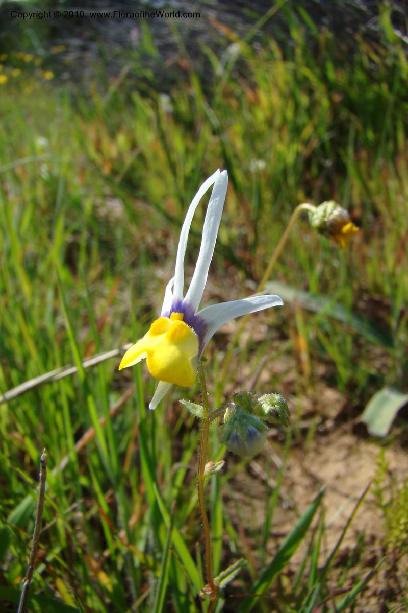 Nemesia cheiranthus, C. Davidson 11523--South Africa. Northern Cape. Papkuilsfontein. 25 Aug 09. 216 (8).jpg