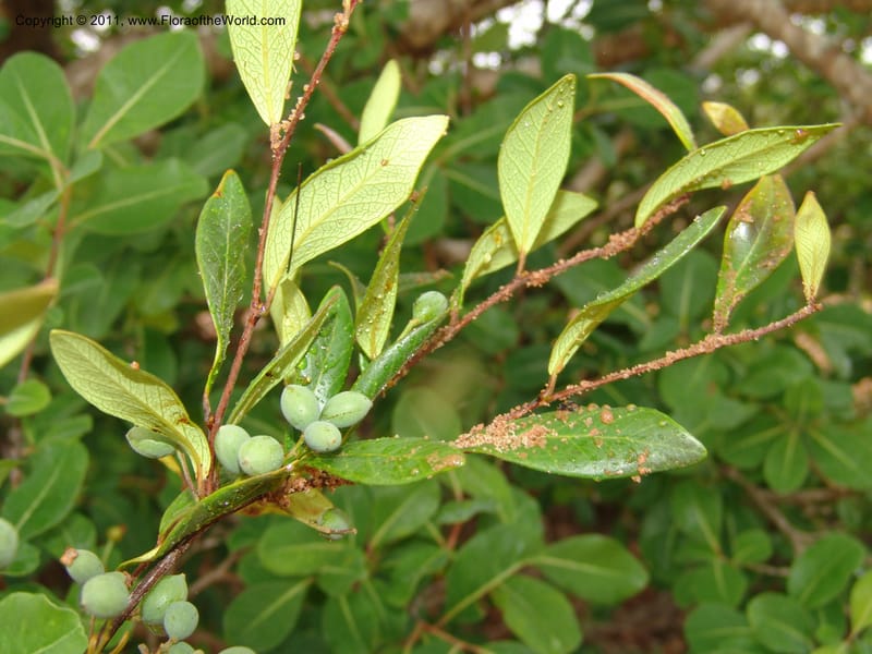 Terminalia, ZRogers1130--Madag. Prov. Antsir. Sahafary, Analankary. 8 Nov 06. 166.jpg