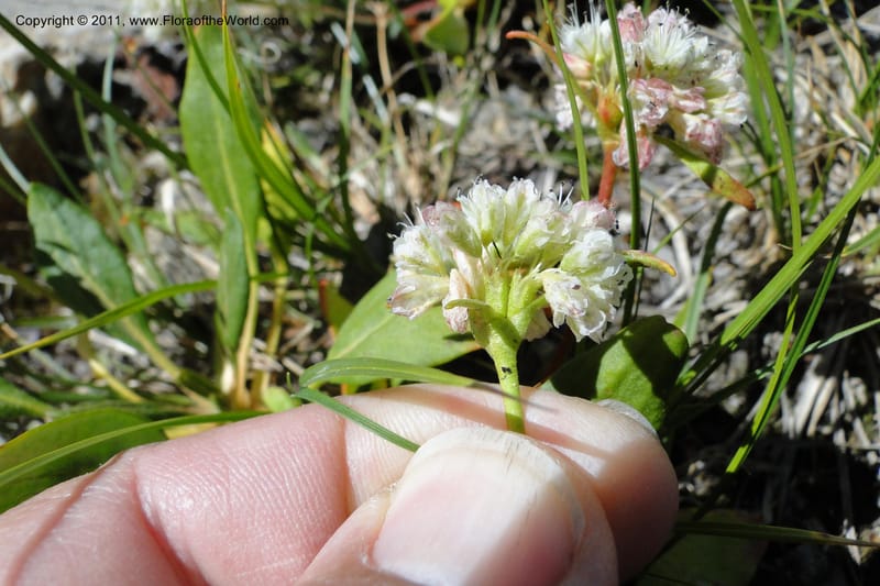 Eriogonum pyrolaefolium var. coyphaeum, Davidson, C 11893--ID. Valley Co. Lick Creek Rd. 12 Aug 2011. 001 (13).jpg