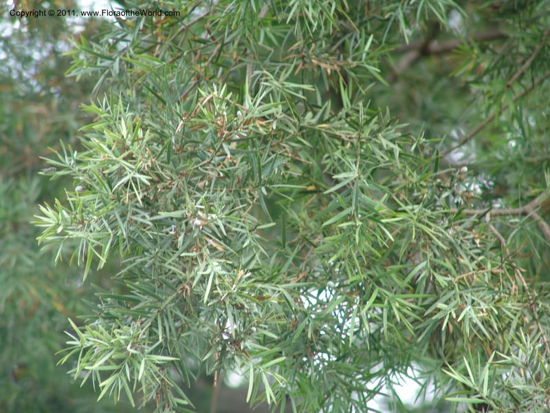 Decussocarpus falcatus--Ethiopia. Wendo Genet, near Wabe Shebelle Hotel. 14 July 04. 001.jpg