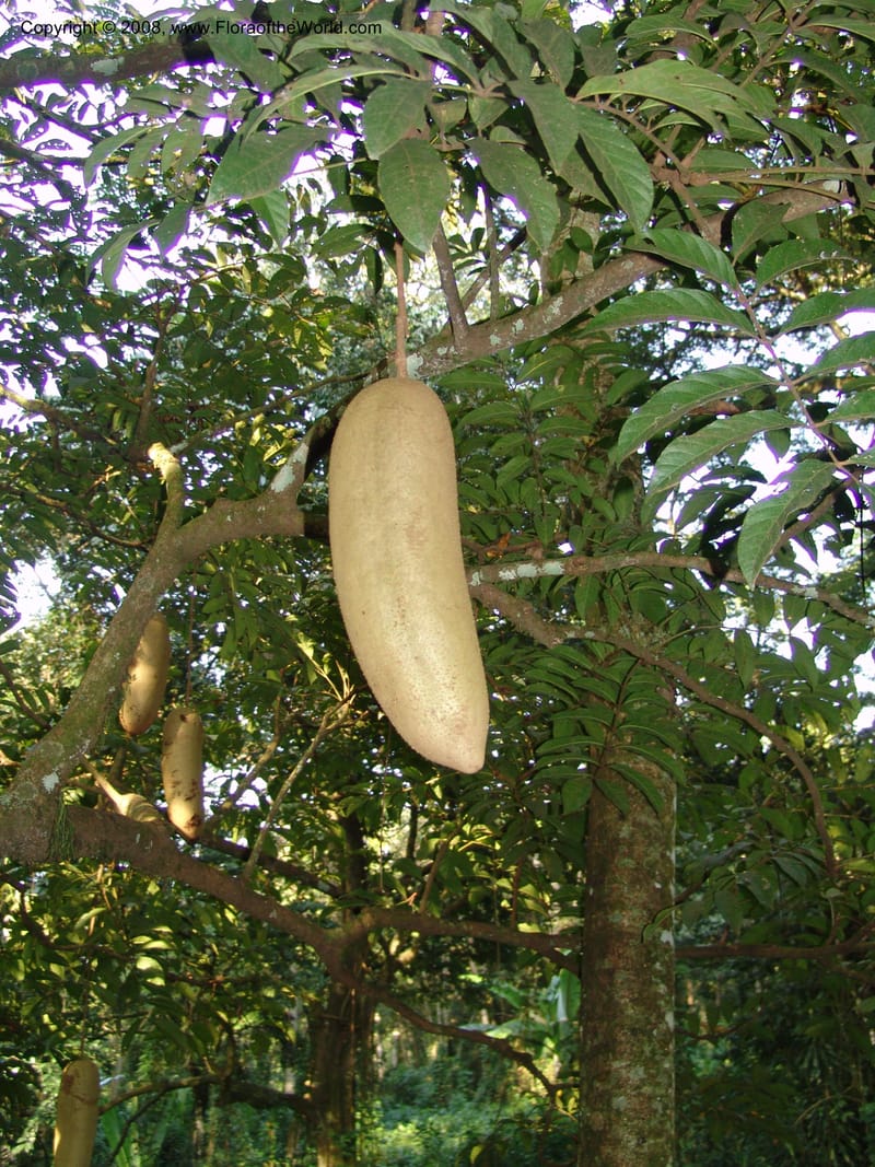 Kigelia africana--Kenya. Kakamega Forest. Rondo Retreat Ctr. 8 Jul 04. 023.jpg