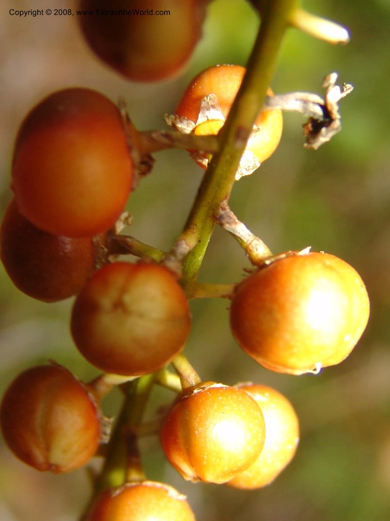 Dracaena, ZRogers1208--Madag. Anjozorobe, Aire Protegee, E Antsahabe. 17 Nov 06. 246.jpg