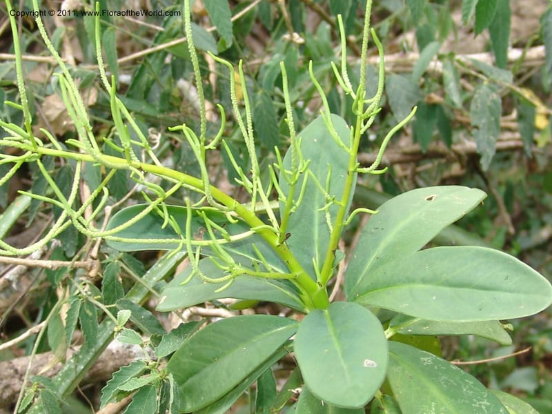 Peperomia vestita, AraujoM2911--Bolivia. F. Tamayo. Rio Machariapu. 17 Sep 06. 582 (4).jpg