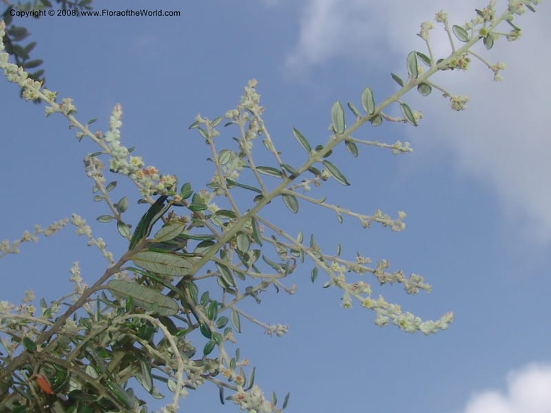 Phylica paniculata--So.Africa. Mpumal. Buffelskloof Private Nat. Res. 17 Mch 05. 038.jpg
