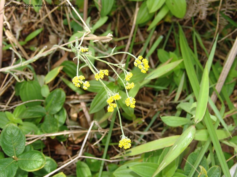Helichrysum--Tanz. Nawenge For. Res., ca. Mahenge. 20 Feb 06. 046.jpg