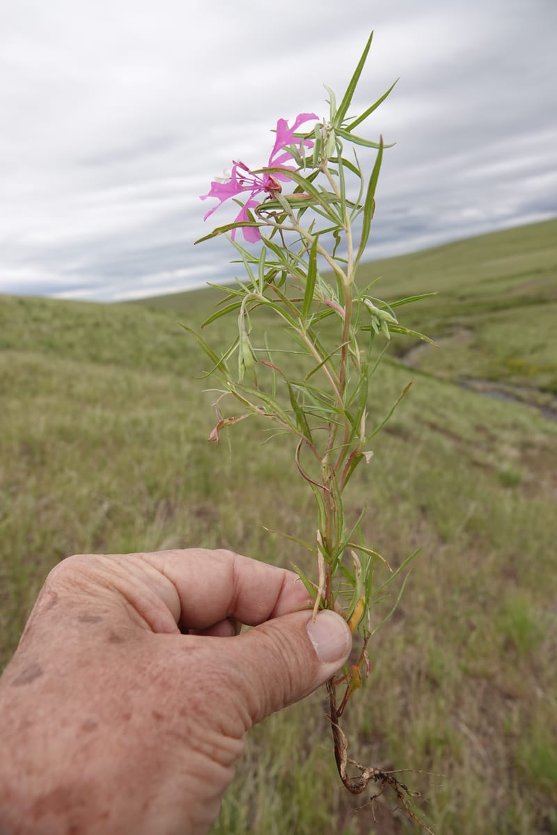 Clarkia pulchella, C. Davidson 13768--Oregon. Wallowa Co. Upper Camp Creek Canyon. 4 Jun 2018. DSC04733 (66).JPG