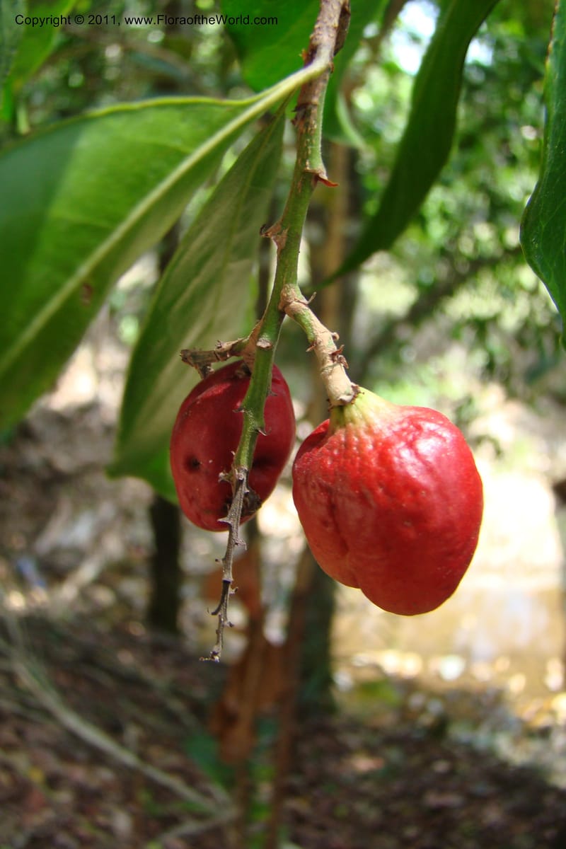 Hunga, M. Callmander 773--New Caledonia. Upper Tene River Valley. 19 Jan 2010. 377 (139).jpg